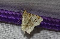Macaria notata