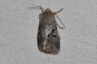 Orthosia gothica