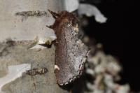 Odontosia carmelita