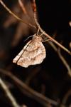 Selenia dentaria