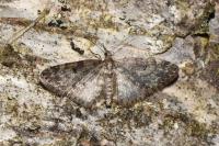 Eupithecia tantillaria