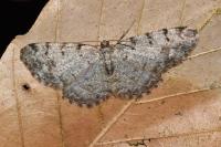 Aethalura punctulata