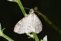 Trichopteryx carpinata