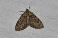 Thera britannica/variata