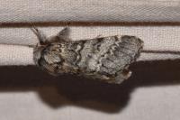 Drymonia ruficornis