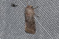 Orthosia incerta