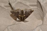 Lycia hirtaria