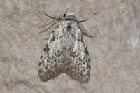 Nola confusalis