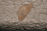 Cyclophora ruficiliaria