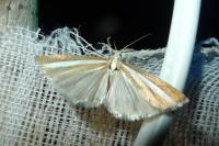 Catoptria bolivari