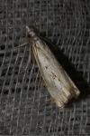 Catoptria falsella
