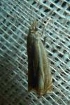 Crambus lathoniellus