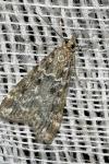 Eudonia