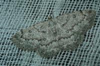 Yezognophos serotinaria dognini