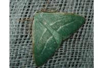 Hylaea fasciaria