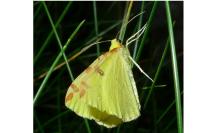 Opisthograptis luteolata
