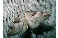 Aplocera praeformata