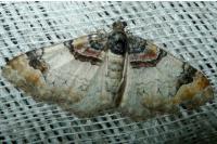 Catarhoe cuculata