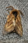 Malacosoma castrense