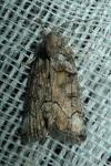 Bryophila
