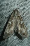 Eurois occulta