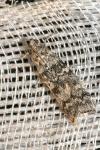 Dioryctria