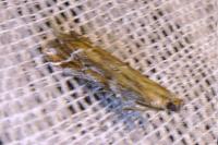 Pempeliella ornatella