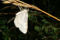 Euchoeca nebulata