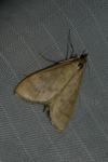 Ostrinia nubilalis