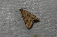 Pyrausta despicata