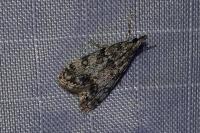 Eudonia lacustrata