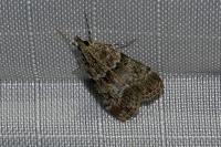 Eudonia mercurella