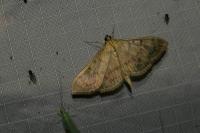 Patania ruralis