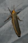 Manulea complana