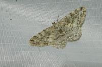 Alcis repandata
