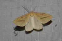 Aspitates gilvaria