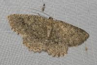 Charissa obscurata obscurata