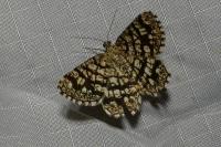 Chiasmia clathrata