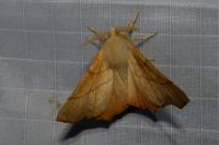Ennomos fuscantaria