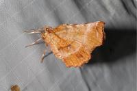 Selenia dentaria