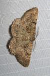 Selidosema taeniolaria