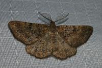 Selidosema taeniolaria