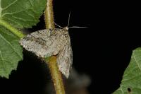 Tephronia lhommaria melaleucaria