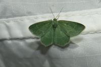 Chlorissa