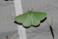 Thetidia smaragdaria