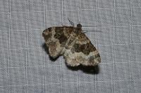 Epirrhoe alternata