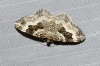 Epirrhoe rivata