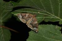 Eulithis prunata