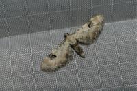 Eupithecia centaureata