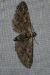 Eupithecia icterata